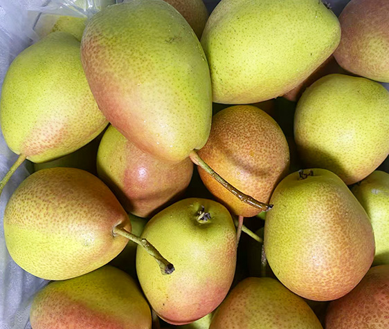 Pear