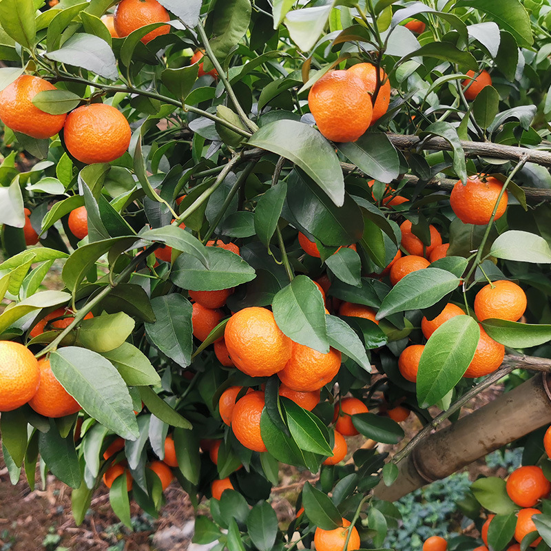 砂糖橘 砂糖橘