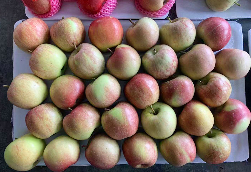 膜袋苹果2