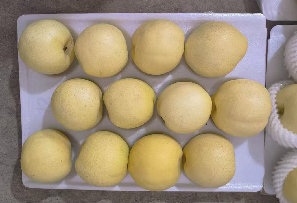 黄金梨