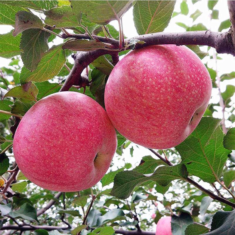 Red Qinguan Apple Red Qinguan Apple