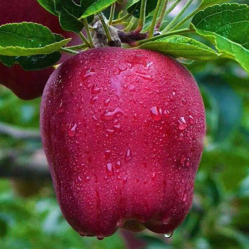 花牛 花牛