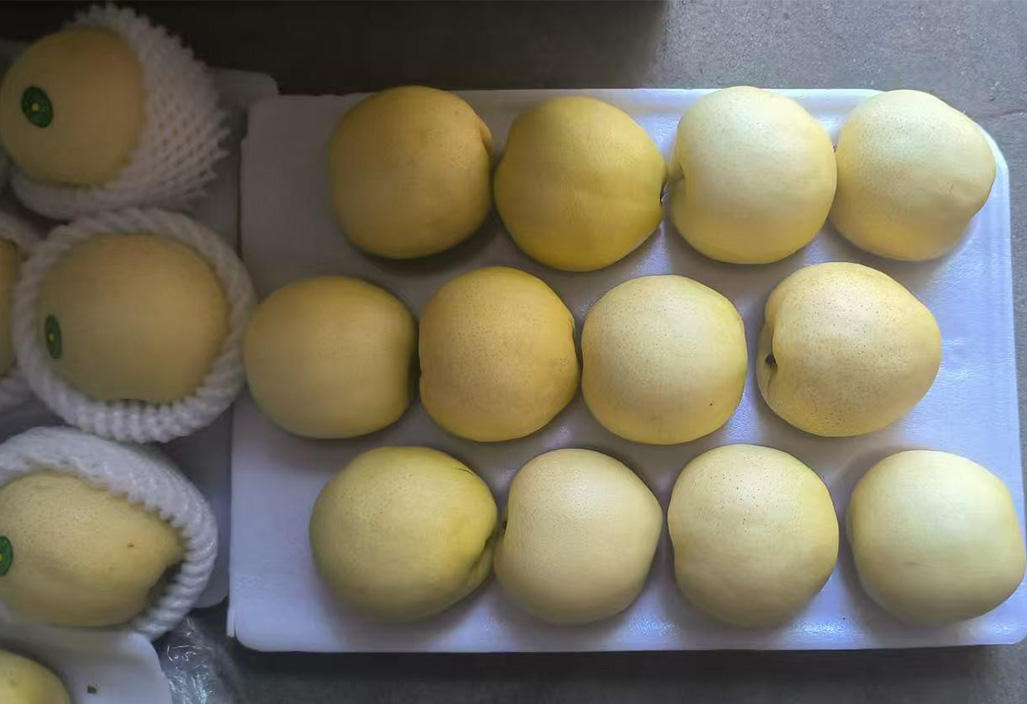 黄金梨4