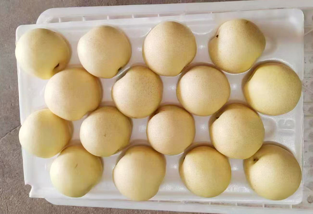 皇冠梨