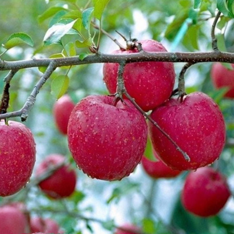 Red Qinguan Apple Red Qinguan Apple